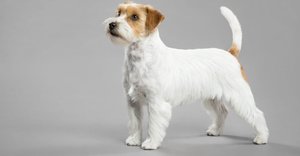 2020_06_jack-russell-terrier-1-1024x535.jpg