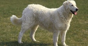 2020_07_kuvasz-1-1024x535.jpg