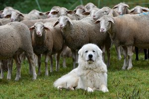 pireneusi hegyikutya nyájat őriz