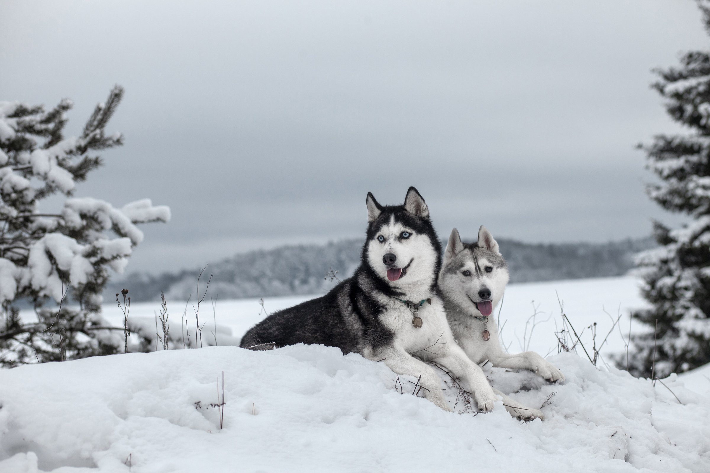 husky tél