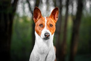 basenji kutya portré