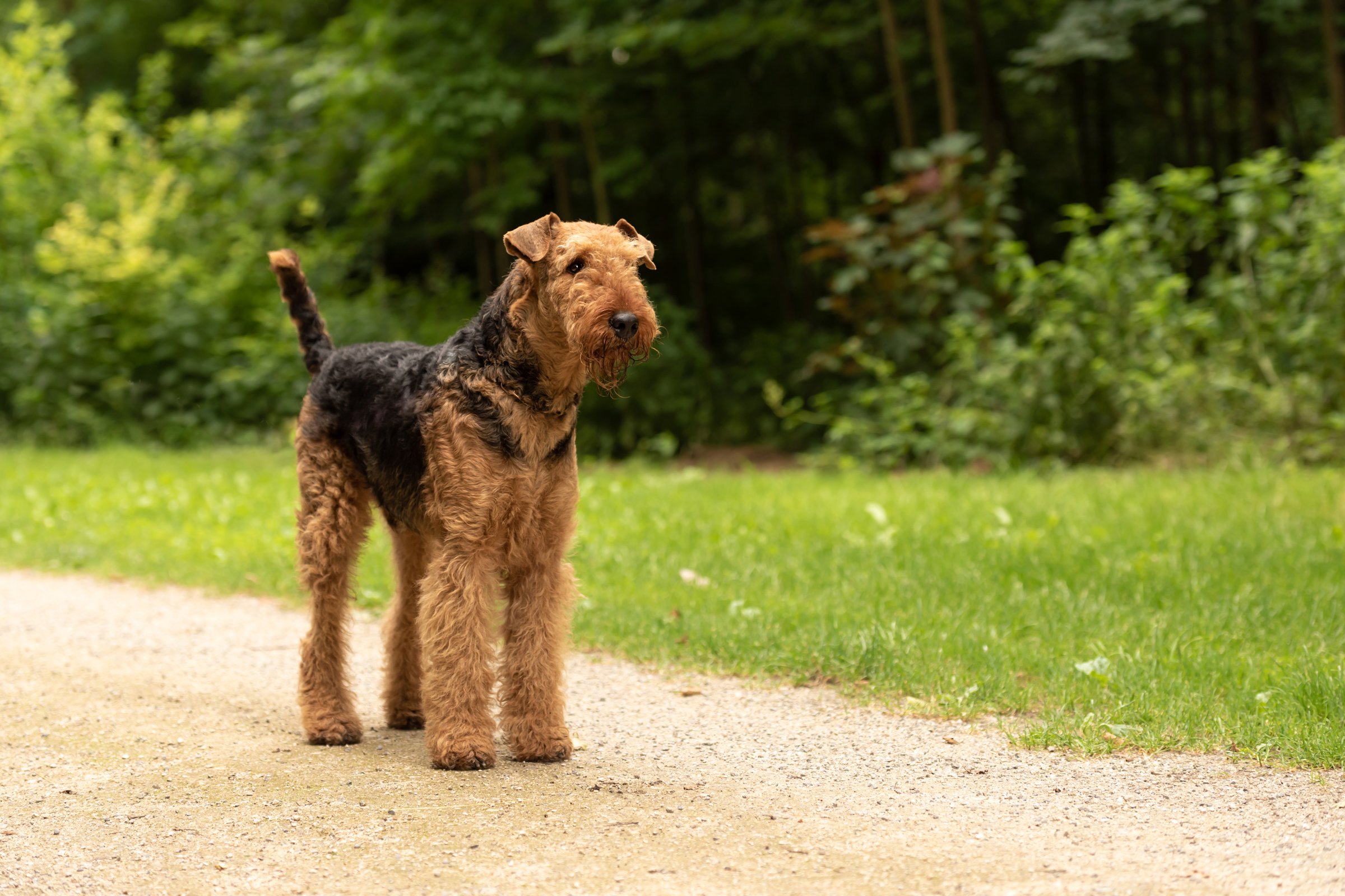 Airedale Terrier 2