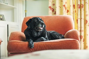 idős öreg fekete labrador fotel kanapé ősz