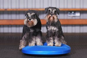 Schnauzer fizioterápia egyensúlyozó korong