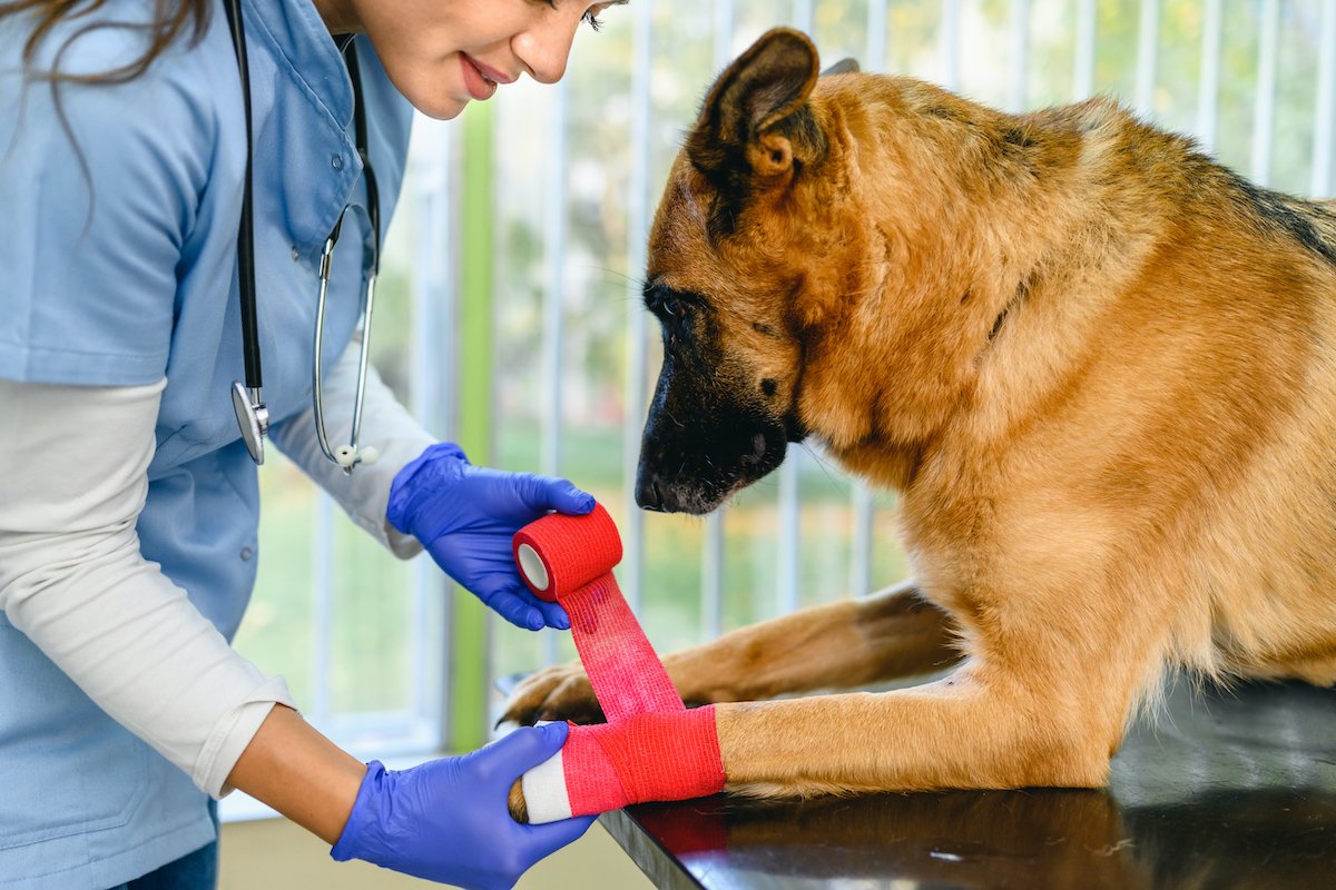 Veterinarian bandaging a paw of a dog lying on the table at veterinary clinic
