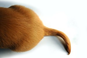 Tail of dog