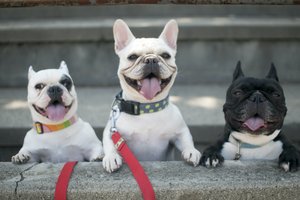 French bulldogs