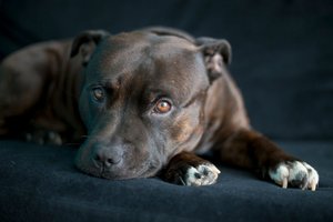 2022_10_staffordshire-terrier-fekszik-1024x683.jpg