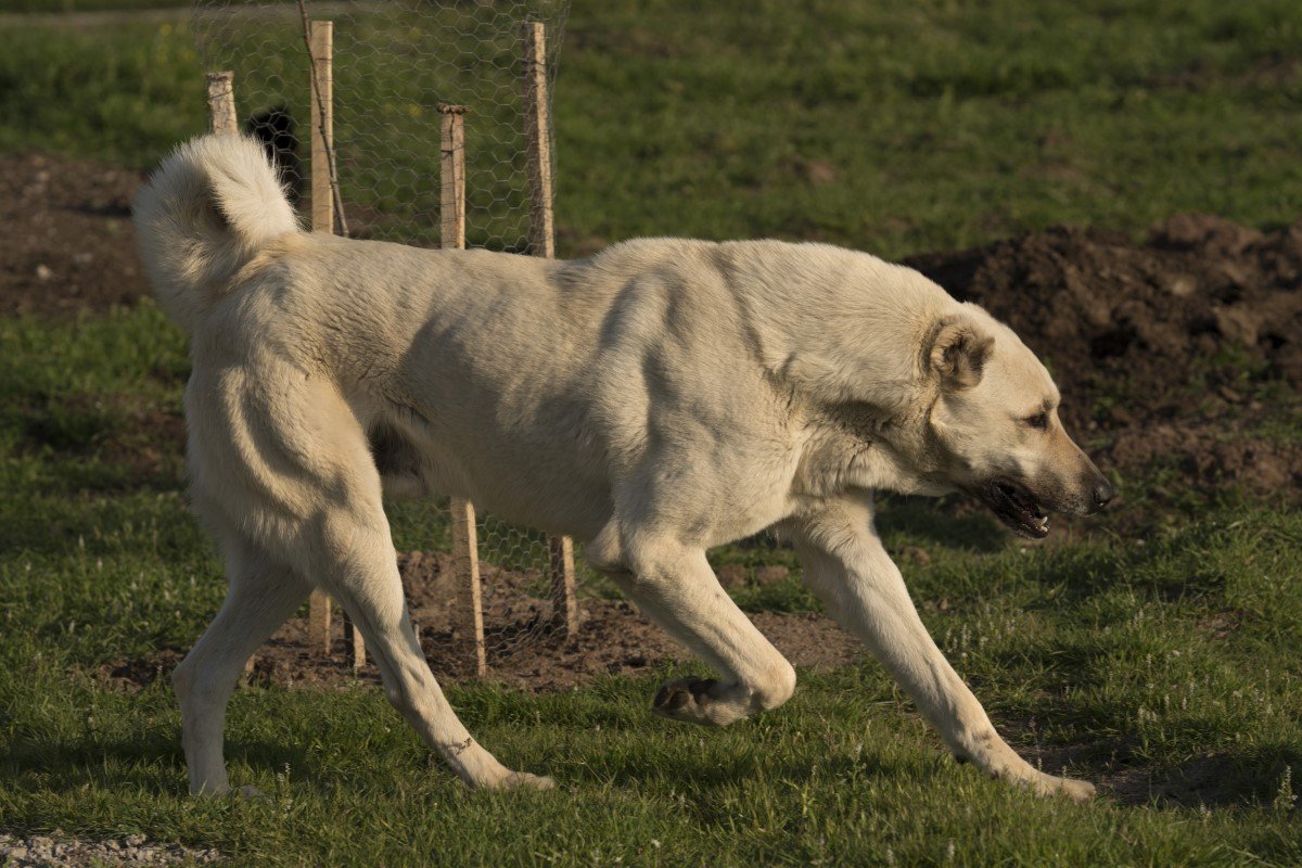 kangal