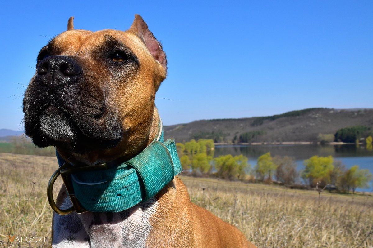 amerikai staffordshire terrier Válóczi
