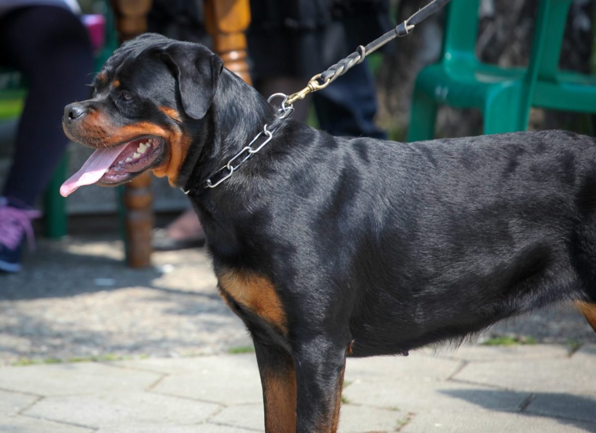 2023_10_rottweiler-1-scaled-e1698147785748.jpg