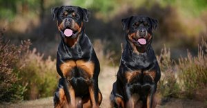 2023_10_rottweiler-3-1024x535.jpg