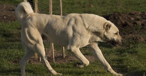 2024_03_kangal-fb-1024x535.jpg