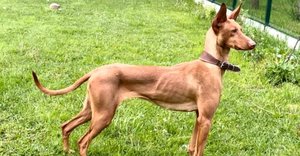 2024_04_podenco-canario-fbkep-chilli-con-canario-kennel-1024x535.jpg