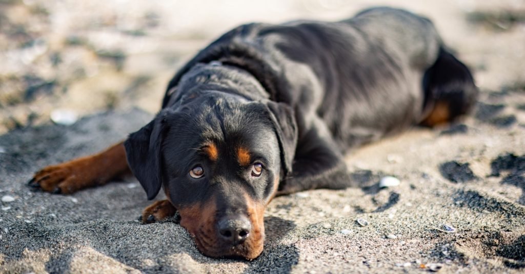 2024_04_rottweiler-nez-szem-feherje-tekintet-szomoru-fb-1024x536.jpg