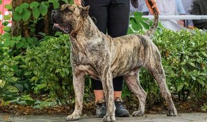 2024_05_presa-canario-kanari-szigeteki-kutya-aek-valoczi-fb-1024x606.jpg