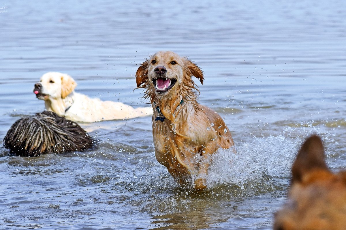 Boldog kutya a vízben!