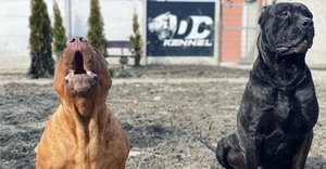 2024_06_bandog-dc-bandog-kennel-fb-1024x535.jpg