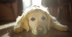 2024_06_golden-retriever-napsutes-ablak-fekszik-fb-1024x535.jpg