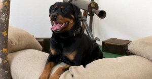 2024_06_helga-locomotiv-star-rottweiler-kennel-fb-1024x535.jpg