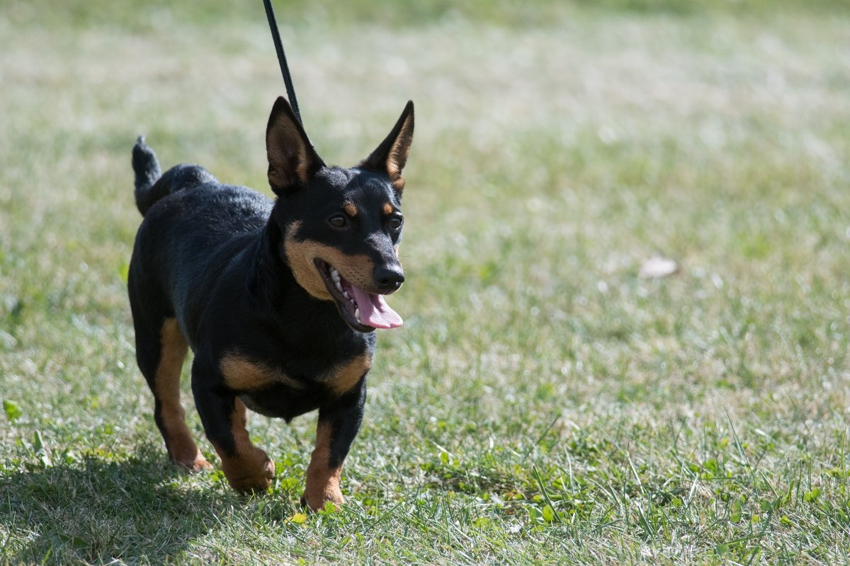 lancashire heeler