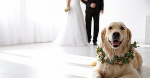 2024_08_golden-retriever-eskuvoi-foto-627-1024x535.jpg