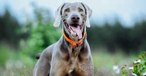2024_08_weimari-vizsla-1024x535.jpg