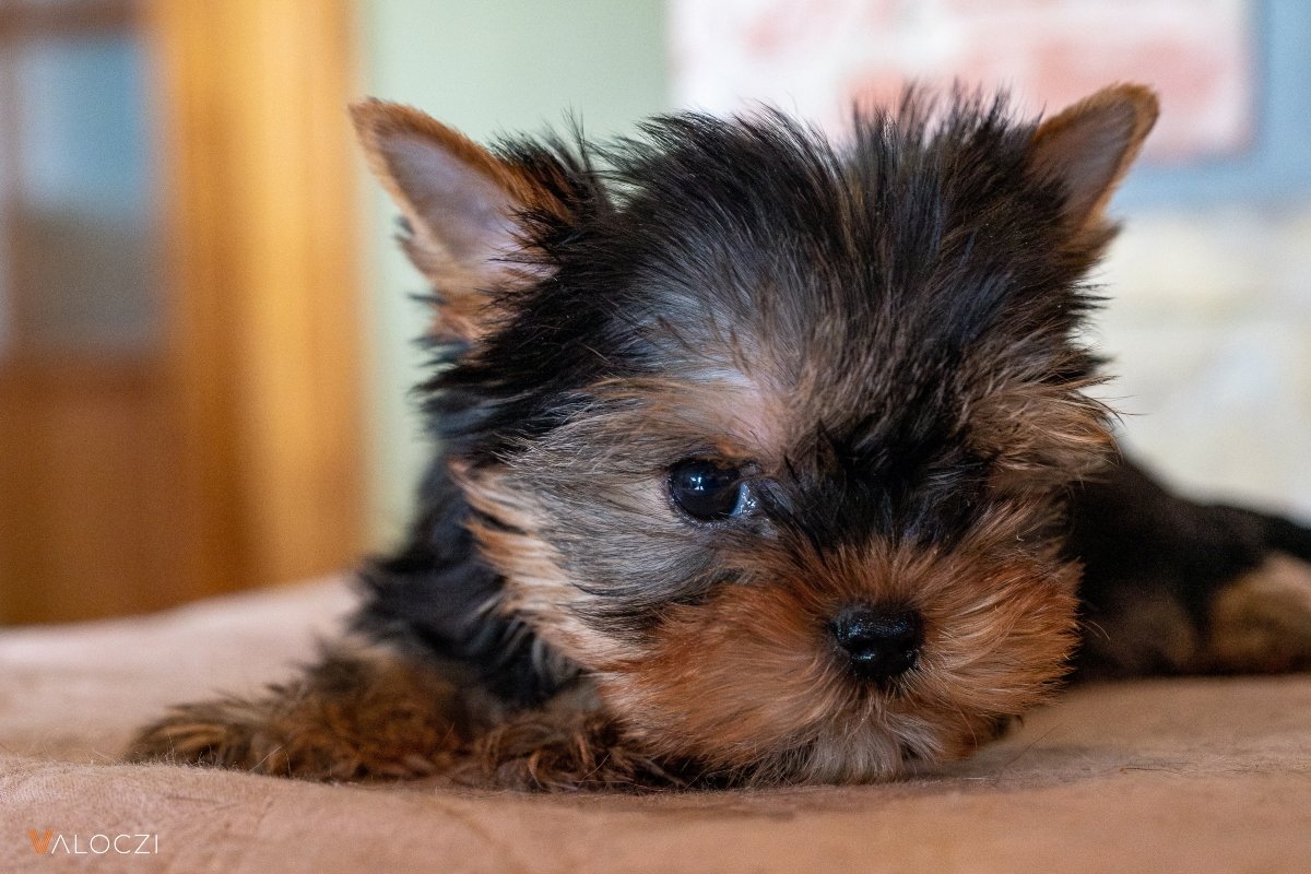 kölyök yorkshire terrier