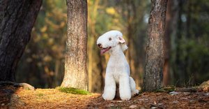 2024_10_bedlington-terrier-1-1024x535.jpg