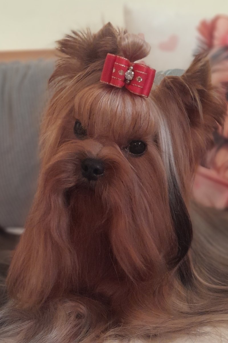 yorkshire terrier az Of New Deal Kennelből