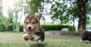 2024_12_cardigan-welsh-corgi-1-1-e1733425644246-1024x536.jpg
