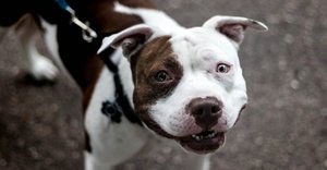 2024_12_pitbull-1024x535.jpg