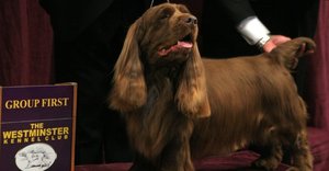 2025_01_sussex-spaniel-1-1024x535.jpg