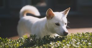 2025_03_kishu-ken-1-1024x535.jpg