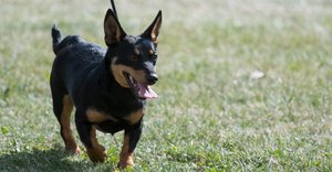 2025_03_lancashire-heeler-1024x535.jpg