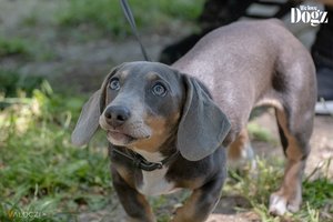 DOGZ Fesztivál