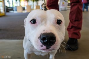 fehér staffordshoire bullterrier