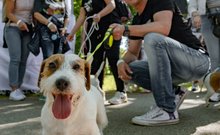 Jack russell terrier falkaséta a DOGZ Fesztivál 2025-ön